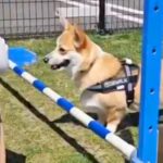 脚が短い犬が『ハードルに挑戦』した結果…反則過ぎる『まさかの対処法』に「可愛いからオッケーｗ」「勢い付けてるの笑った」と12万表示の反響(ブログ)