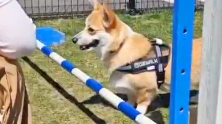脚が短い犬が『ハードルに挑戦』した結果…反則過ぎる『まさかの対処法』に「可愛いからオッケーｗ」「勢い付けてるの笑った」と12万表示の反響(ブログ)