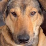 近づくだけでビクビク怯えていた保護犬→4ヶ月後に見せた『想像もできなかった光景』が17万再生「愛の賜物」「幸せそうで泣ける」と称賛(ブログ)
