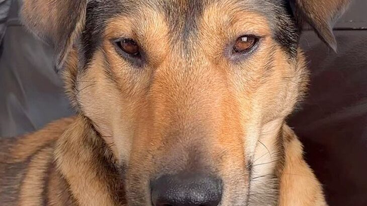 近づくだけでビクビク怯えていた保護犬→4ヶ月後に見せた『想像もできなかった光景』が17万再生「愛の賜物」「幸せそうで泣ける」と称賛(ブログ)