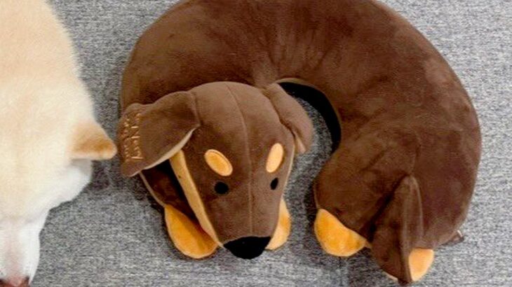 犬型のネックピローをゲット→犬が近くで寝ていると思ったら…まさかの『寄り添って真似をする光景』に4万いいね「ポーズが完璧すぎる」の声(ブログ)