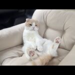 健康診断で大暴れするので鎮静剤を飲まされた猫がこうなっちゃいました…(YouTube)