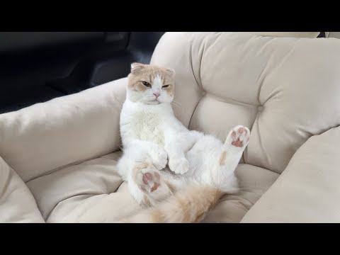 健康診断で大暴れするので鎮静剤を飲まされた猫がこうなっちゃいました…(YouTube)