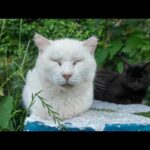 【今週のボツ動画】今週撮った未公開猫動画まとめて公開-unreleased video of this week-2025/6/2w(YouTube)