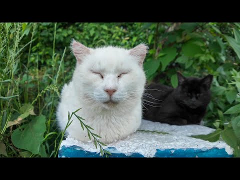 【今週のボツ動画】今週撮った未公開猫動画まとめて公開-unreleased video of this week-2025/6/2w(YouTube)