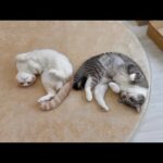 お互いにくっついてないと落ち着かなくてお昼寝できない猫たちがあまりにも可愛すぎましたw(YouTube)
