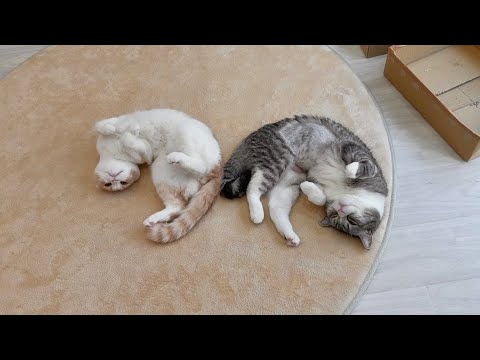 お互いにくっついてないと落ち着かなくてお昼寝できない猫たちがあまりにも可愛すぎましたw(YouTube)