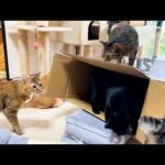 猫たちへプレゼントをすると次から次へと集まってきて、なかなか先へ進めません(笑)(YouTube)