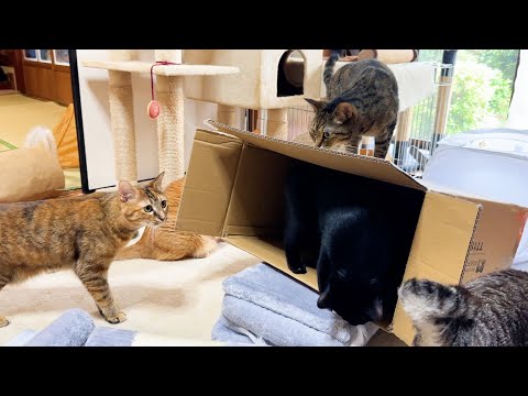 猫たちへプレゼントをすると次から次へと集まってきて、なかなか先へ進めません(笑)(YouTube)
