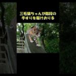三毛猫ちゃんが階段の手すりを駆けおりる #猫 #ねこ #cat(YouTube)