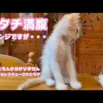 アタチ満腹 お鼻詰まってるけど元気ニャン  ど～したもんか分かりませんwww   2025 06 21 2(YouTube)