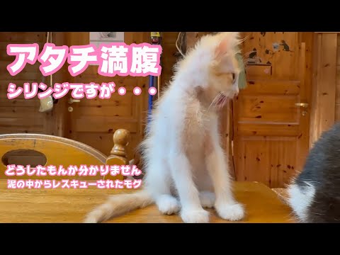 アタチ満腹 お鼻詰まってるけど元気ニャン  ど～したもんか分かりませんwww   2025 06 21 2(YouTube)