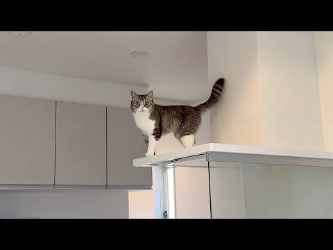 もちがレンジフードの上で何かやってると思ったら…(YouTube)