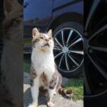 猫島の漁港前の広場にいた猫をナデナデしてきた(YouTube)