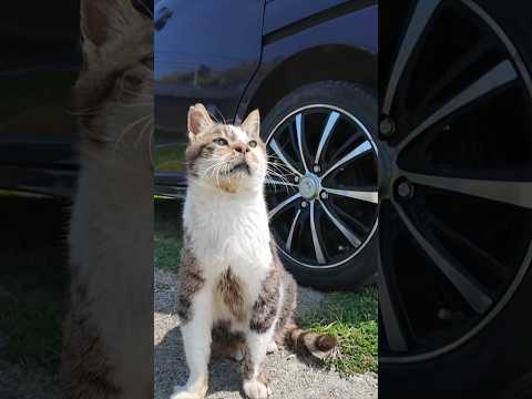 猫島の漁港前の広場にいた猫をナデナデしてきた(YouTube)