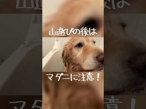山遊びの後はマダニに注意してください(YouTube)