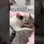 寒い日限定で仲良しなチロとマロ #shorts(YouTube)