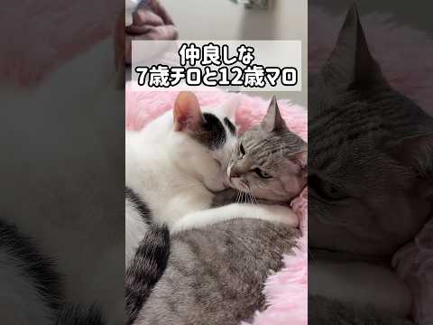寒い日限定で仲良しなチロとマロ #shorts(YouTube)