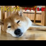 スヤスヤゲリラ配信　2025年6月20日(YouTube)