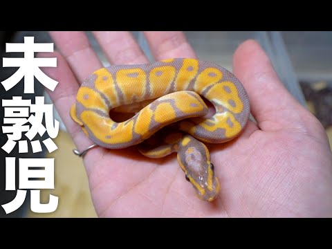 重度の未熟児で産まれてきた蛇(YouTube)