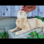 猫島の道路脇にいた猫ちゃんがかわいすぎる(YouTube)