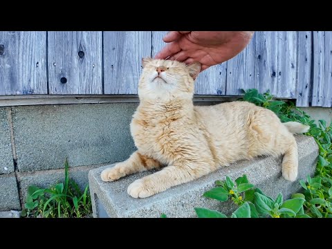 猫島の道路脇にいた猫ちゃんがかわいすぎる(YouTube)