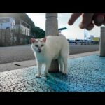 おでこに「λ」マークの猫にちゅーるあげたら可愛すぎた！(YouTube)