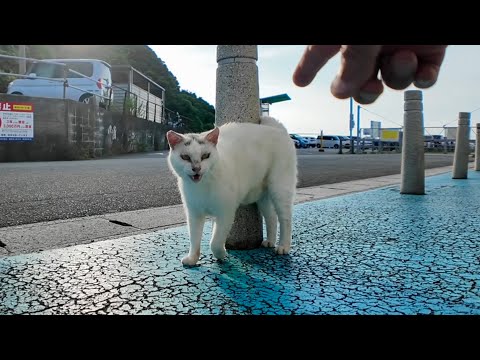おでこに「λ」マークの猫にちゅーるあげたら可愛すぎた！(YouTube)