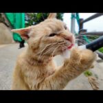 山の猫軍団にもちゅーるをあげたら、茶トラだけ本気すぎてヤバいww(YouTube)