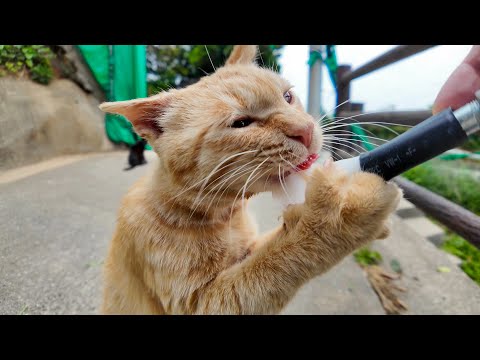 山の猫軍団にもちゅーるをあげたら、茶トラだけ本気すぎてヤバいww(YouTube)