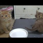 川で救助された兄弟子猫の心配事(YouTube)