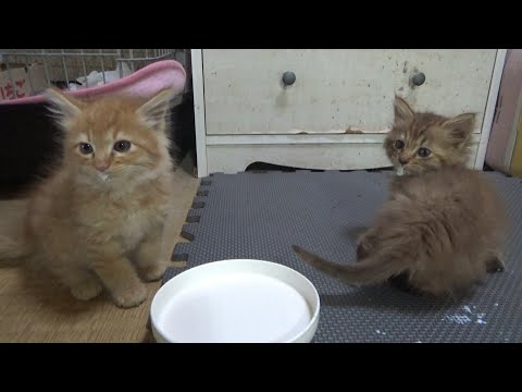 川で救助された兄弟子猫の心配事(YouTube)