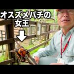 巨大なハチの女王をピンセットで楽しそうに持っちゃううちの園長【オオスズメバチ】(YouTube)