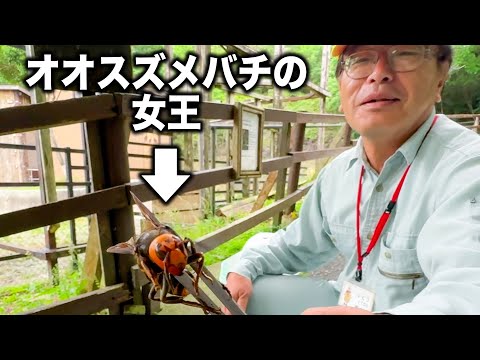 巨大なハチの女王をピンセットで楽しそうに持っちゃううちの園長【オオスズメバチ】(YouTube)