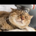 マッサージ機を気に入った猫がまだして欲しそうに待つ姿が可愛すぎました(YouTube)