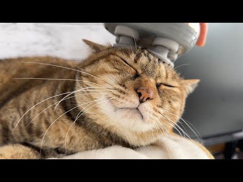 マッサージ機を気に入った猫がまだして欲しそうに待つ姿が可愛すぎました(YouTube)