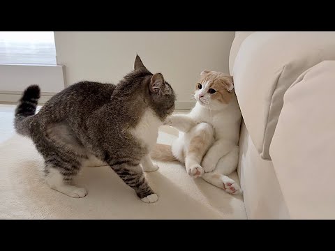 何回フラれても諦めずに「一緒に遊ぼ」と弟を誘い続けてる猫が可愛いすぎました…笑(YouTube)