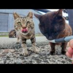 ✨道路脇に猫が大集合!? ちゅーるを見せたらまさかの大フィーバー🐾猫島の癒し時間🍽️(YouTube)