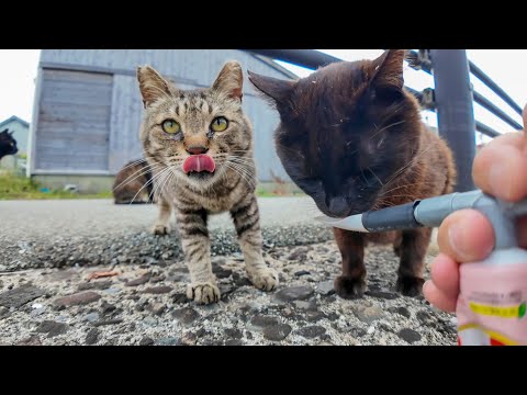✨道路脇に猫が大集合!? ちゅーるを見せたらまさかの大フィーバー🐾猫島の癒し時間🍽️(YouTube)