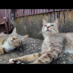 路地裏を歩いてたら…どこからともなく現れた猫が“ナデて”って寄ってきた件(YouTube)