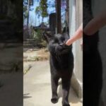 神社の黒猫ちゃんモフられにきた(YouTube)