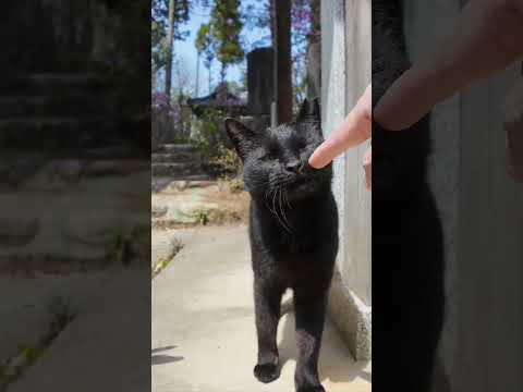 神社の黒猫ちゃんモフられにきた(YouTube)