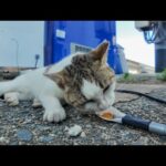 漁港の自販機裏にいた！おしゃべり猫とちゅーるの奇跡(YouTube)