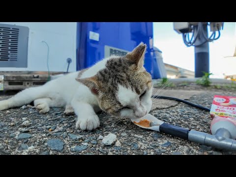 漁港の自販機裏にいた！おしゃべり猫とちゅーるの奇跡(YouTube)