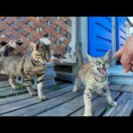 🏍️バイクで立ち寄っただけなのに…猫まみれの駐車場に遭遇した件(YouTube)