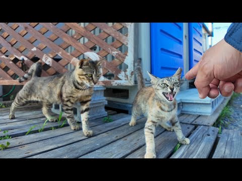 🏍️バイクで立ち寄っただけなのに…猫まみれの駐車場に遭遇した件(YouTube)