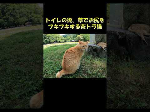 トイレの後、草でお尻をフキフキする茶トラ猫 #猫 #ねこ #cat(YouTube)