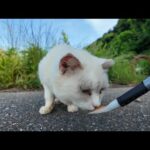 警戒心強めな白猫地帯の中で唯一の人懐っこい白猫ちゃんにちゅーるをやってきた(YouTube)