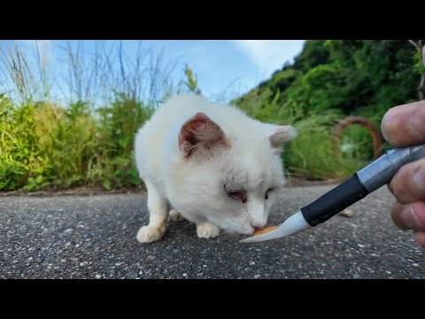 警戒心強めな白猫地帯の中で唯一の人懐っこい白猫ちゃんにちゅーるをやってきた(YouTube)