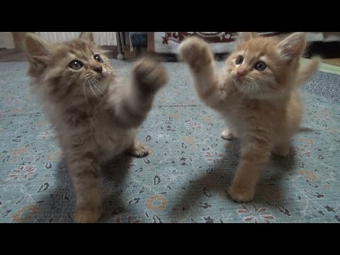川で救助された兄弟子猫と遊んで１日が溶ける(YouTube)